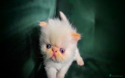 Persian cats for sale: Beautiful and Rare Purebred Persian Kittens - Image 24