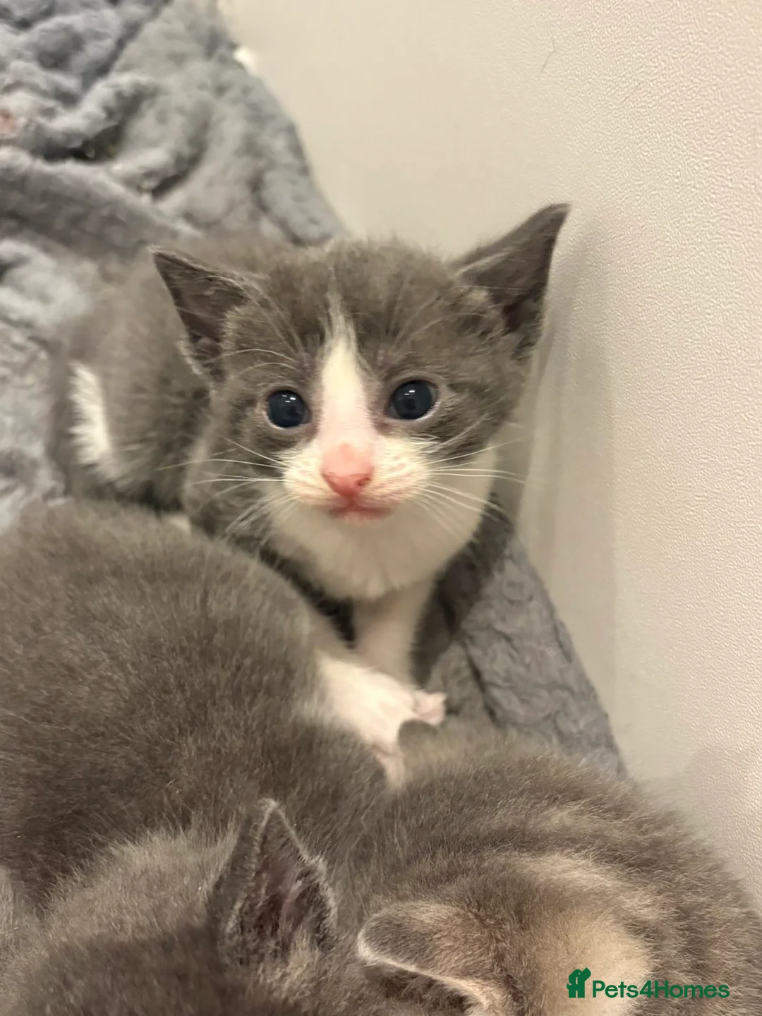 Mixed Breed cats for sale: Stunning grey and white kittens for sale  - Advert 9