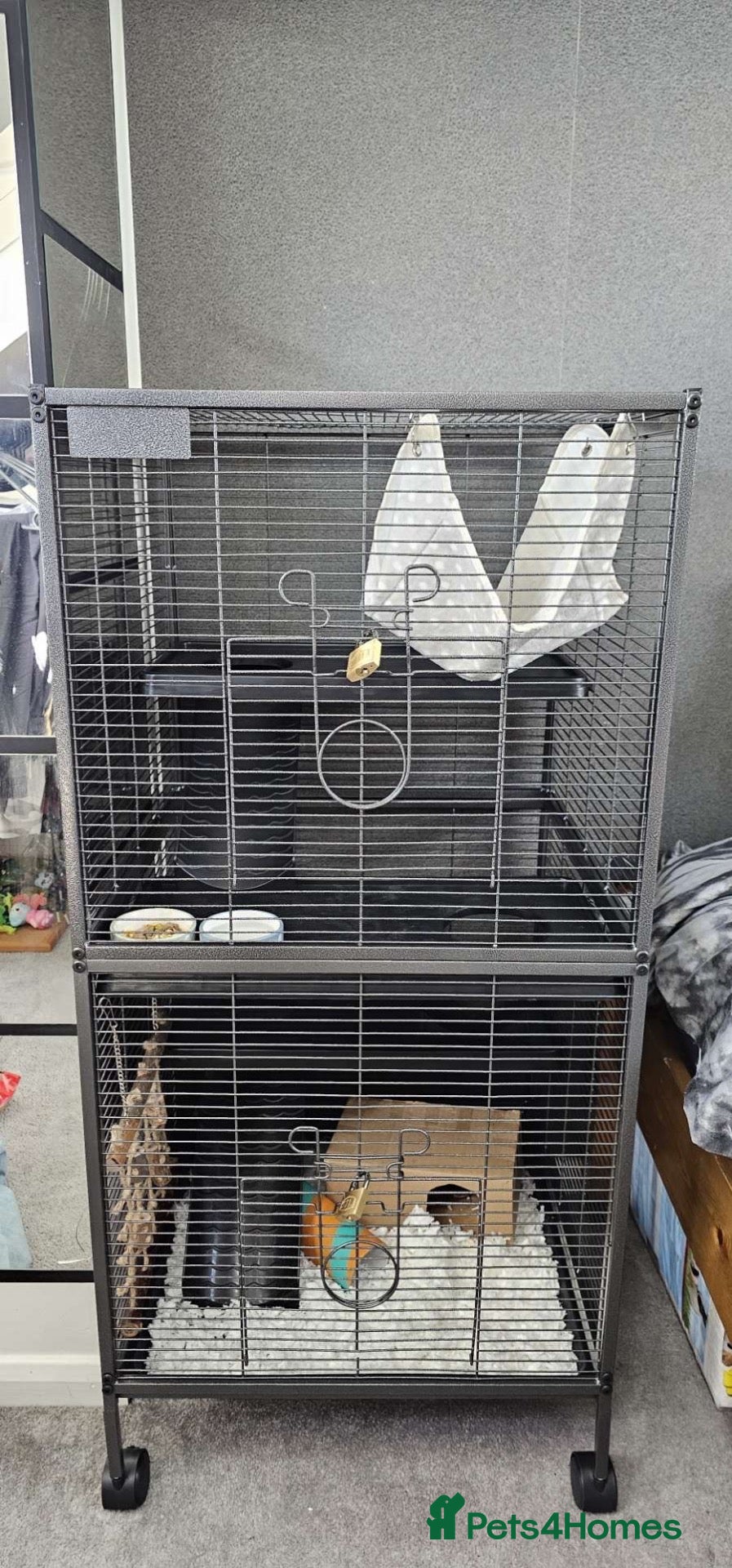 Rat rodents for sale: 2 male bonded rats  - Advert 1