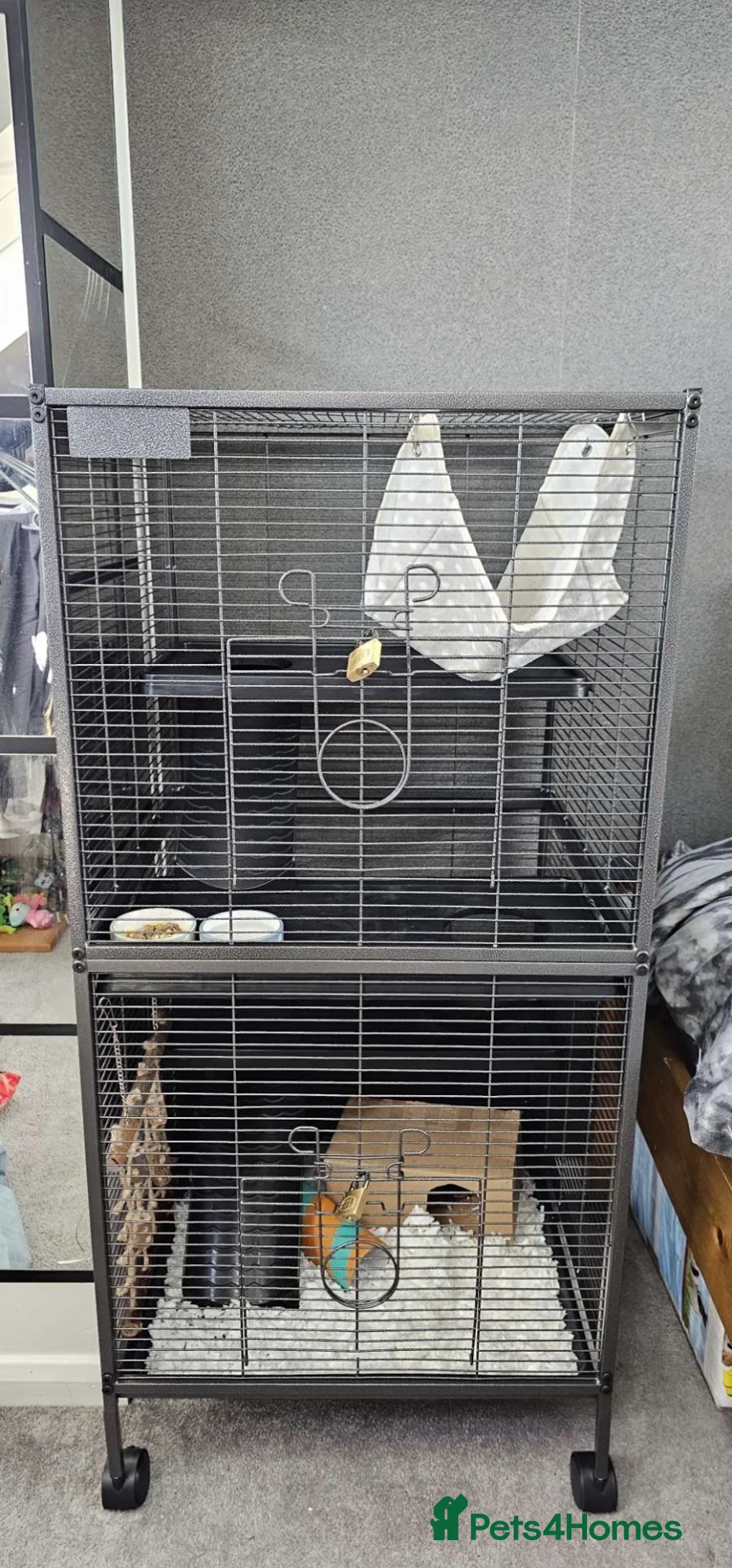 Rat rodents for sale: 2 male bonded rats  in Norwich - Advert 1