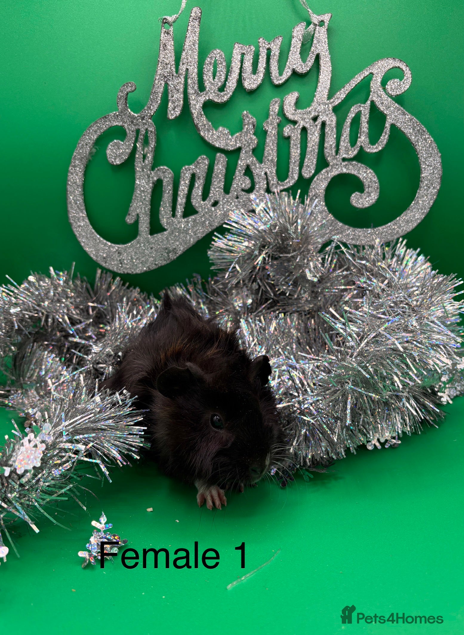 Guinea Pig rodents Beautiful female guinea pigs  - Advert 8