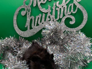 Guinea Pig rodents Beautiful female guinea pigs - Advert 8