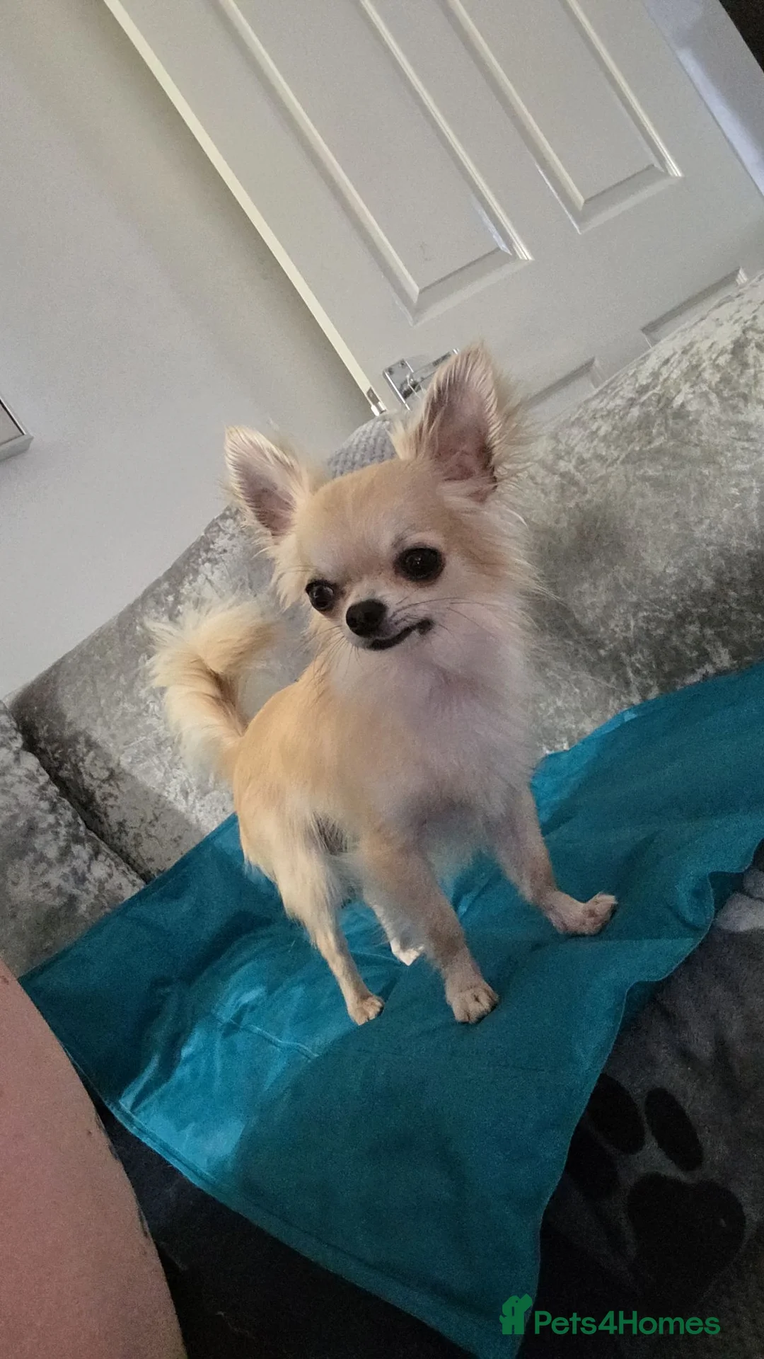 Chihuahua dogs for stud: STUD ONLY in Telford - Advert 4