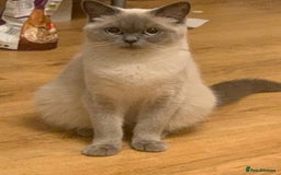 British Shorthair cats for sale: Adorable British short hair kittens - Image 2