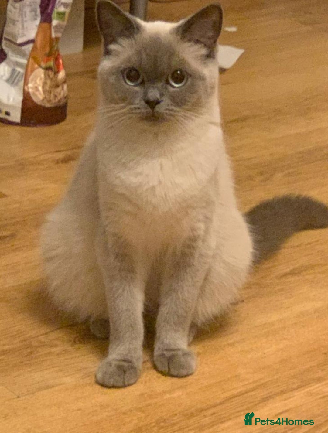British Shorthair cats for sale: Adorable British short hair kittens - Image 2