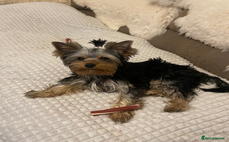 Yorkshire Terrier dogs - Advert 7