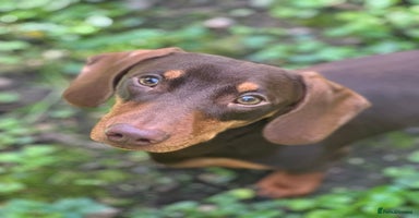 Dachshund dogs - Advert 16