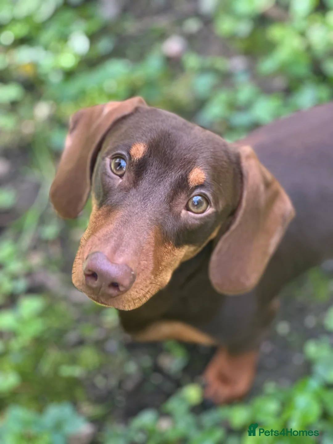 Dachshund dogs for stud: Stud Available — “Rolo” the Chocolate Dachshund  - Advert 2
