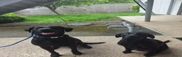 Labrador Retriever dogs for sale: Strong healthy Labrador puppies in Gateshead - Advert 4