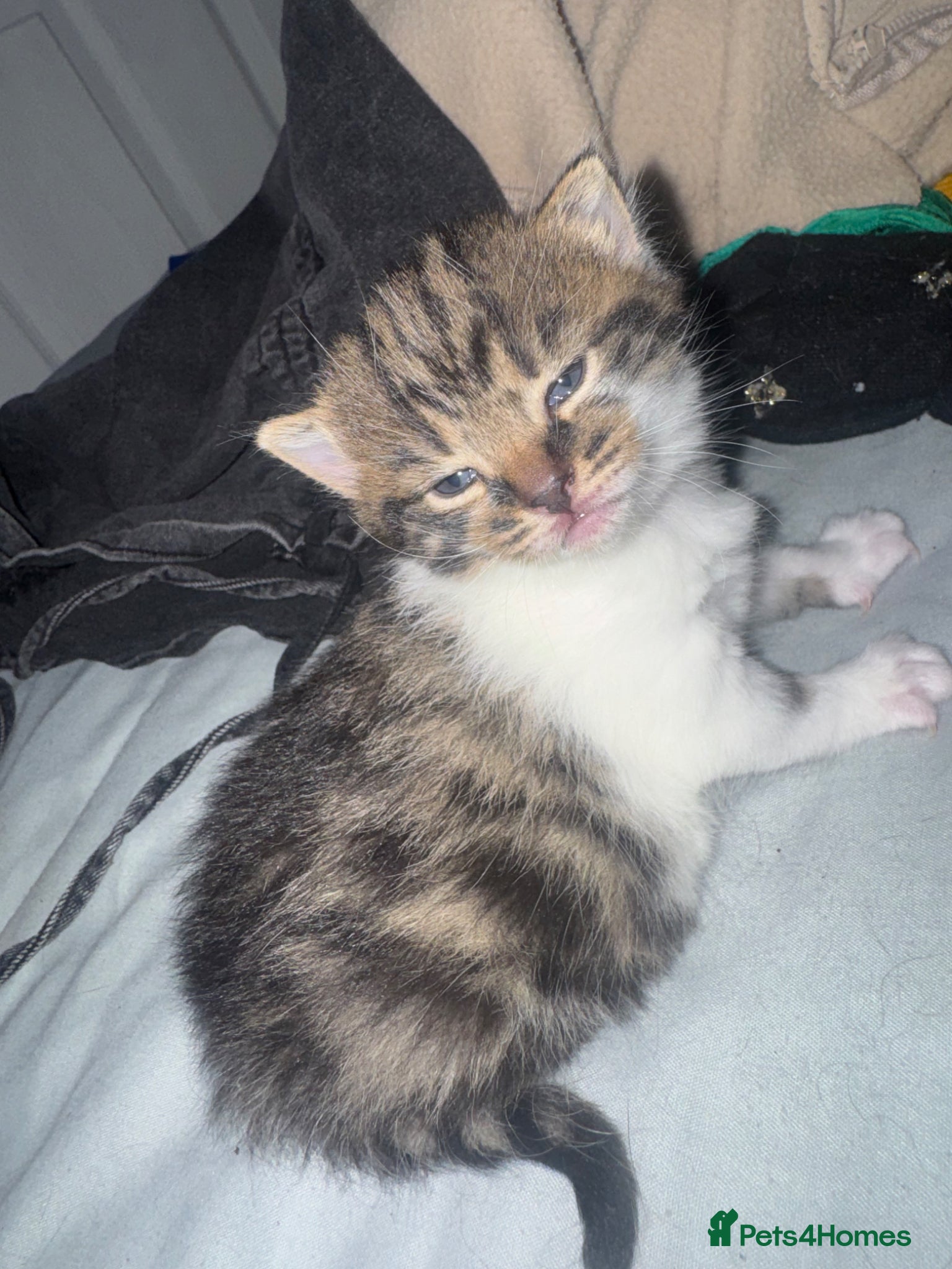 British Shorthair cats British shorthair cat  - Advert 12