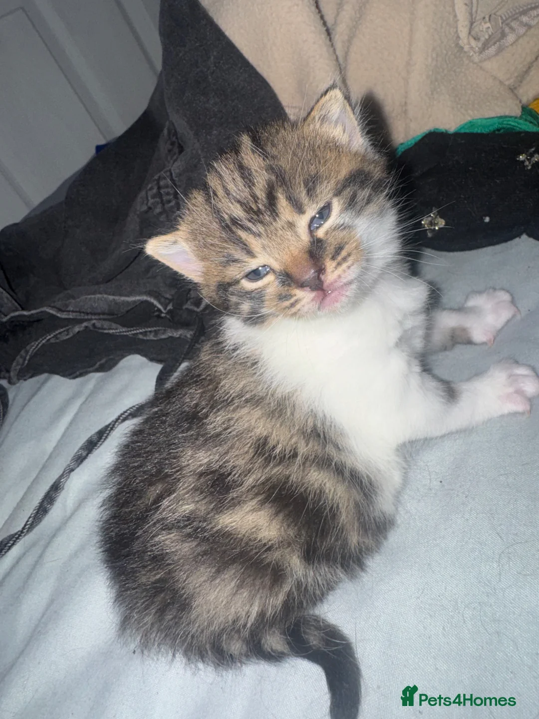 British Shorthair cats for sale: British shorthair cat  - Advert 1
