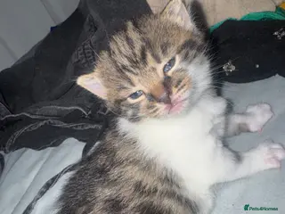 British Shorthair cats British shorthair cat - Advert 12