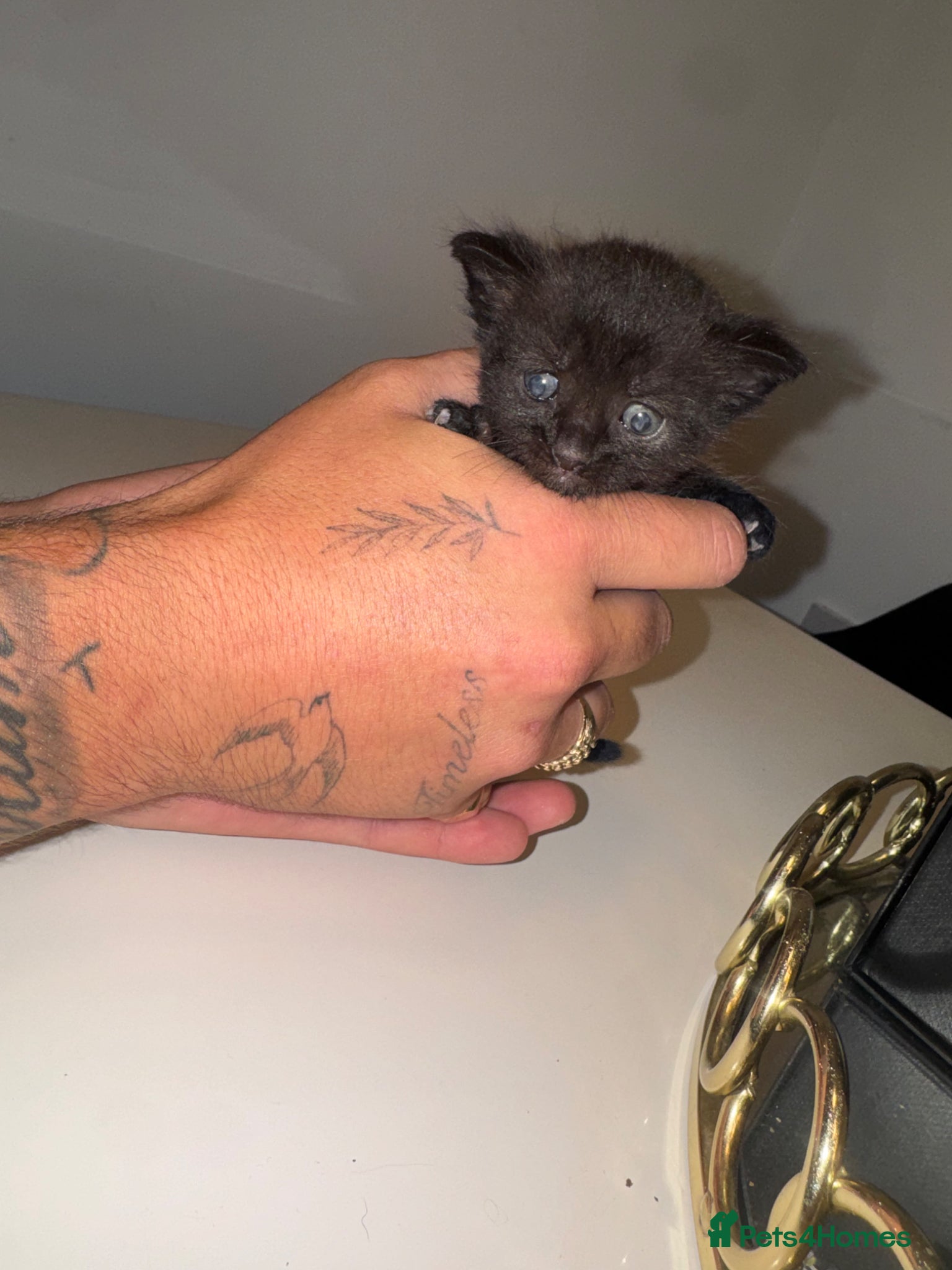 Maine Coon Kitten 1