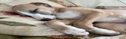 Whippet dogs for sale: Crufts winning parents - Advert 13