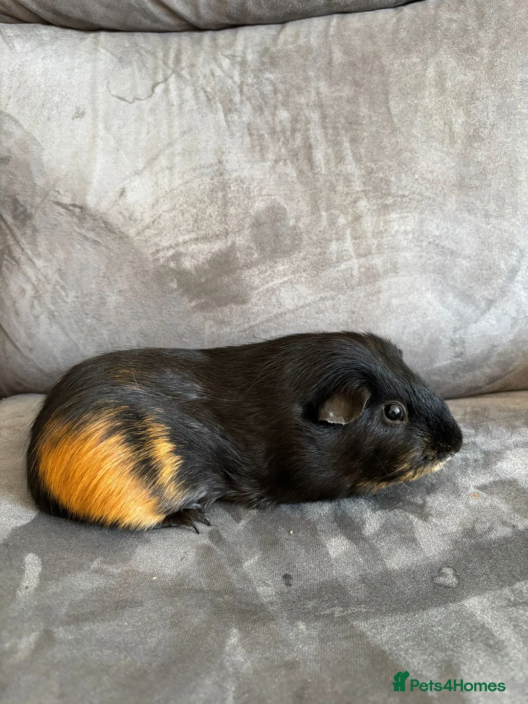 Guinea Pig rodents for sale: X2 bonded male boy Guineapigs ready now  - Advert 17