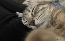 Mixed Breed cats for sale: 4yr old female mixed breed  - Image 5