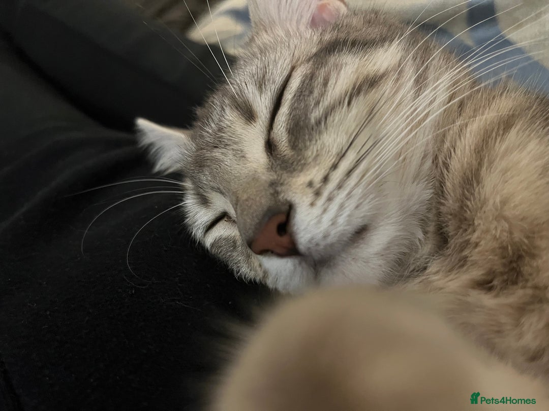 Mixed Breed cats for sale: 4yr old female mixed breed  - Image 5
