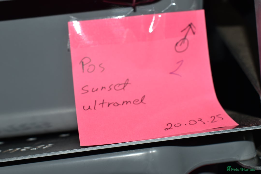 Python Snake reptiles for sale: Amazing baby ball pythons - Advert 31