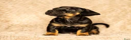Mixed Breed dogs for sale: French bull wieners  in Cardiff - Advert 5