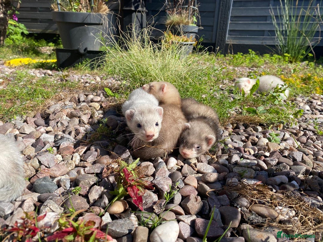 Ferret rodents for sale: 2 litters available sliver mitts and polecats  - Image 10