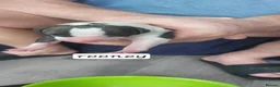 Whippet dogs for sale: BRACKENSWIFT LITTER NOW ARRIVED! - Advert 7