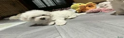 Maltese dogs for sale: Maltese puppies  - Advert 10