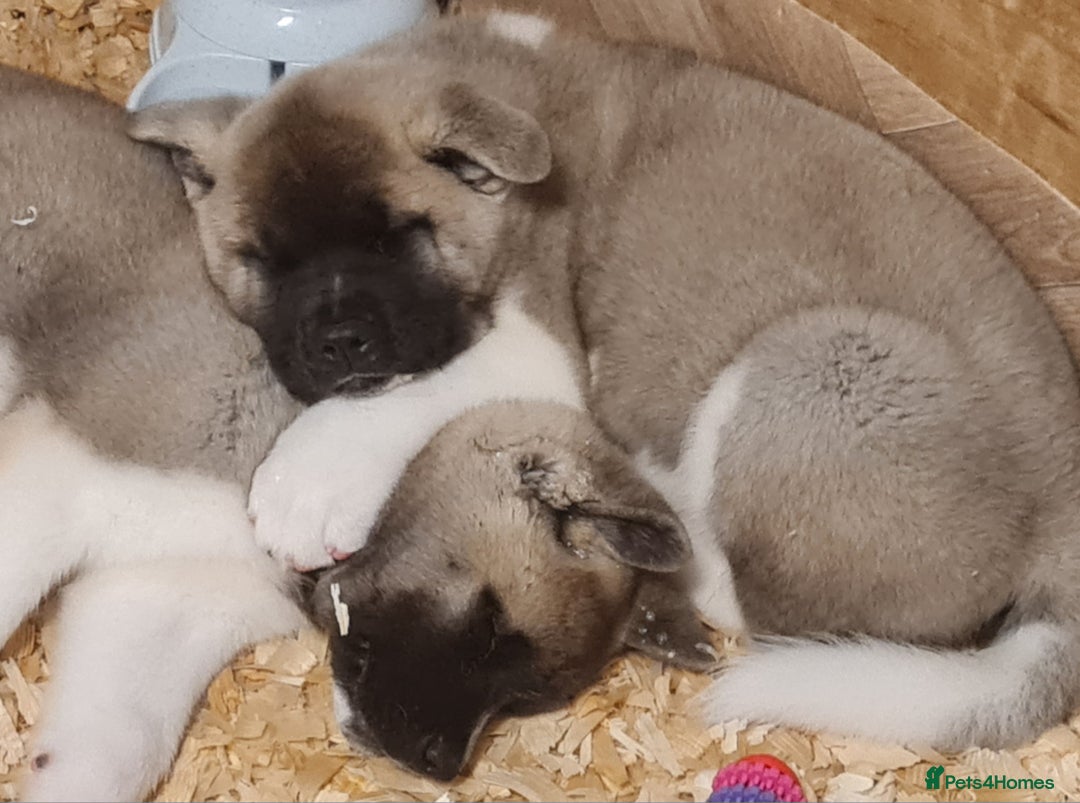 Akita dogs for sale: KC registered Akita puppies - Image 8