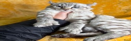 Keetso cats for sale: Super wild looking poly curled eared leopard  - Advert 4