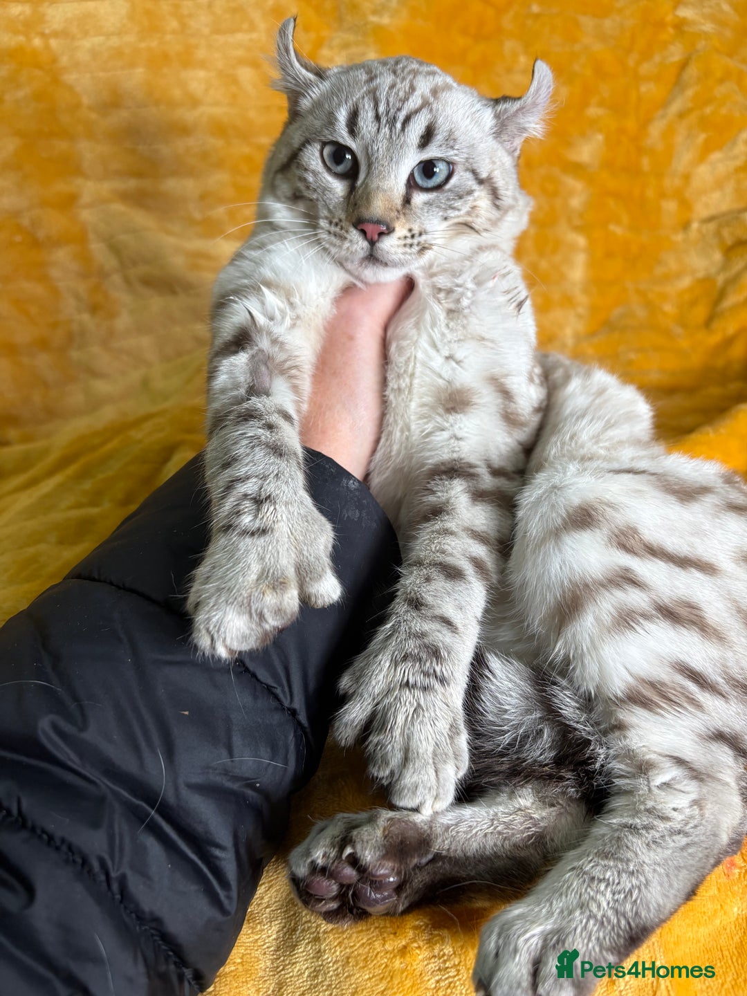 Keetso cats for sale: Super wild looking poly curled eared leopard  - Advert 4