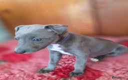 Mixed Breed dogs for sale: Whippet cross puppies - Image 4