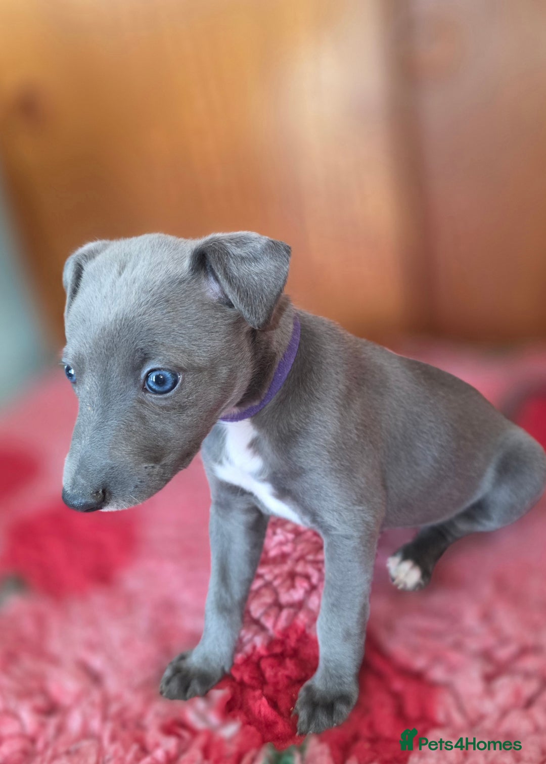 Mixed Breed dogs for sale: Whippet cross puppies - Image 4