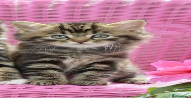 Mixed Breed cats - Advert 15