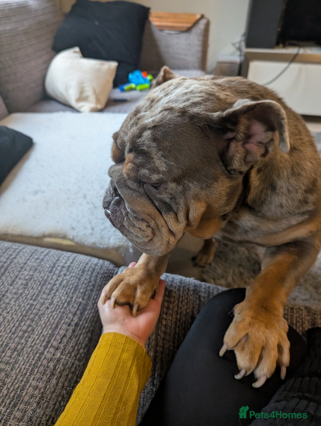 English Bulldog dogs for sale: Lovely English bulldog girl  - Image 11