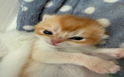 British Shorthair cats for sale: GCCFreg BSH & BLH Chocolate & Black Golden Kittens - Image 1