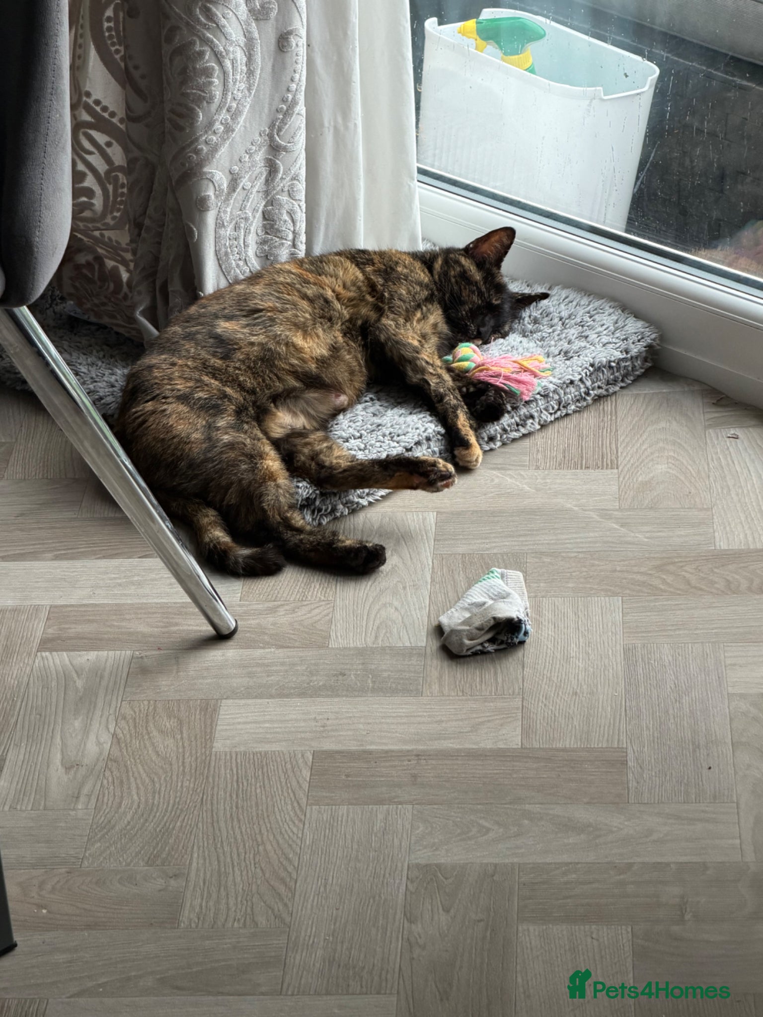 Mixed Breed cats for sale: Beautiful kittens ready for new home.  - Advert 1