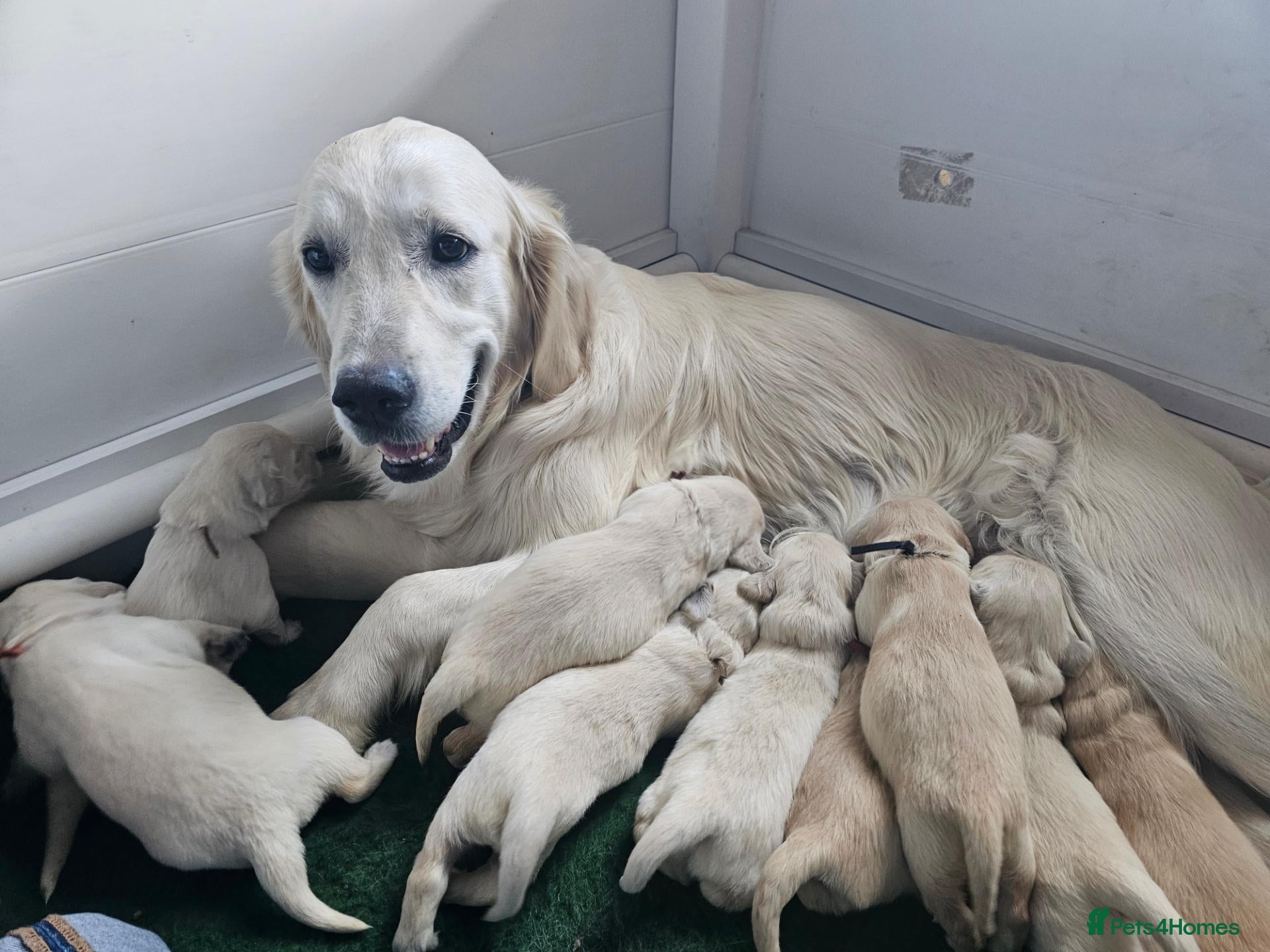 Golden Retriever dogs Goldens from Therapy Lines. Waiting list full  - Advert 7