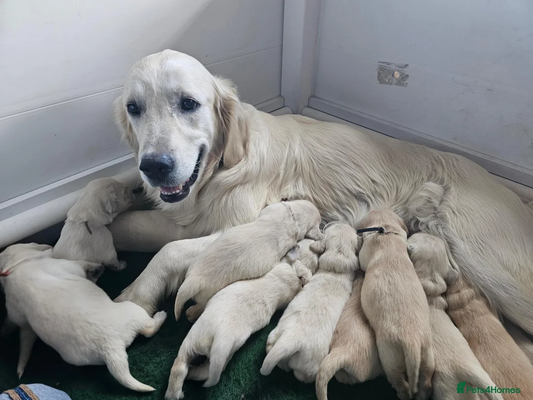 Golden Retriever dogs for sale: Goldens from Therapy Lines. Waiting list full  - Advert 1