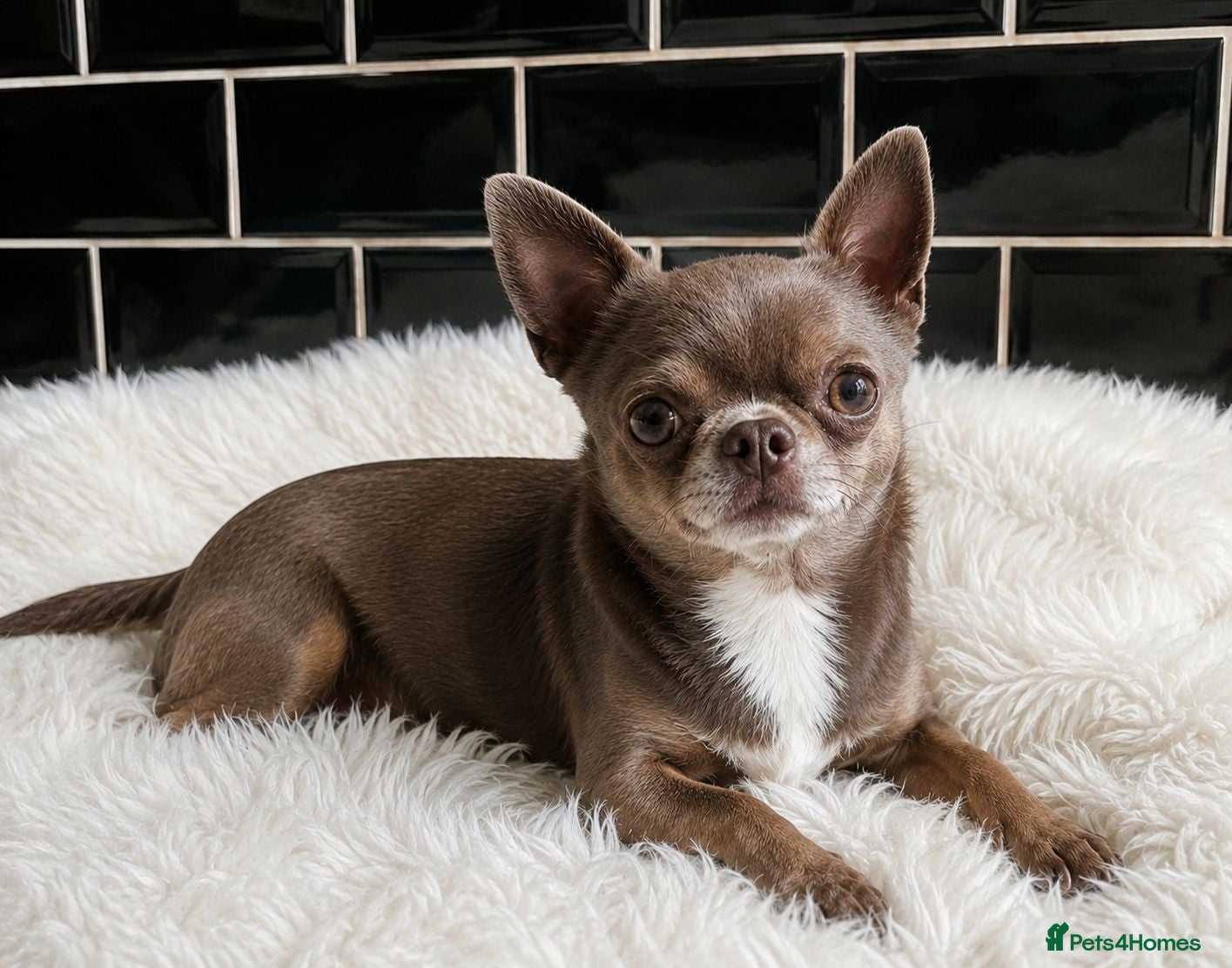Chihuahua dogs KC reg-Health tested-PROVEN  - Advert 1