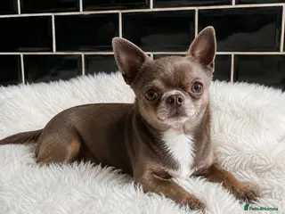 Chihuahua dogs KC reg-Health tested-PROVEN - Advert 1