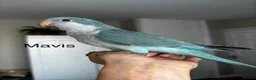 Parrots birds for sale: Silly tame Quaker babies - Advert 14