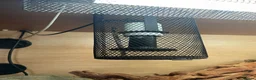 Python Snake reptiles for sale: Complete Setup With Female Royal Python - Advert 10