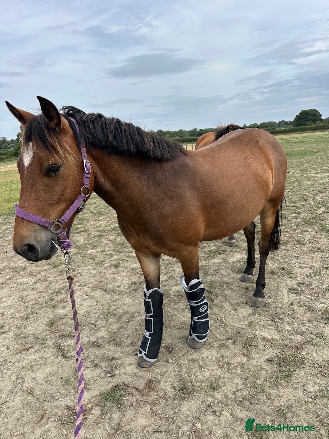 New Forest horses for sale: Rising 4 new forest gelding - Advert 10