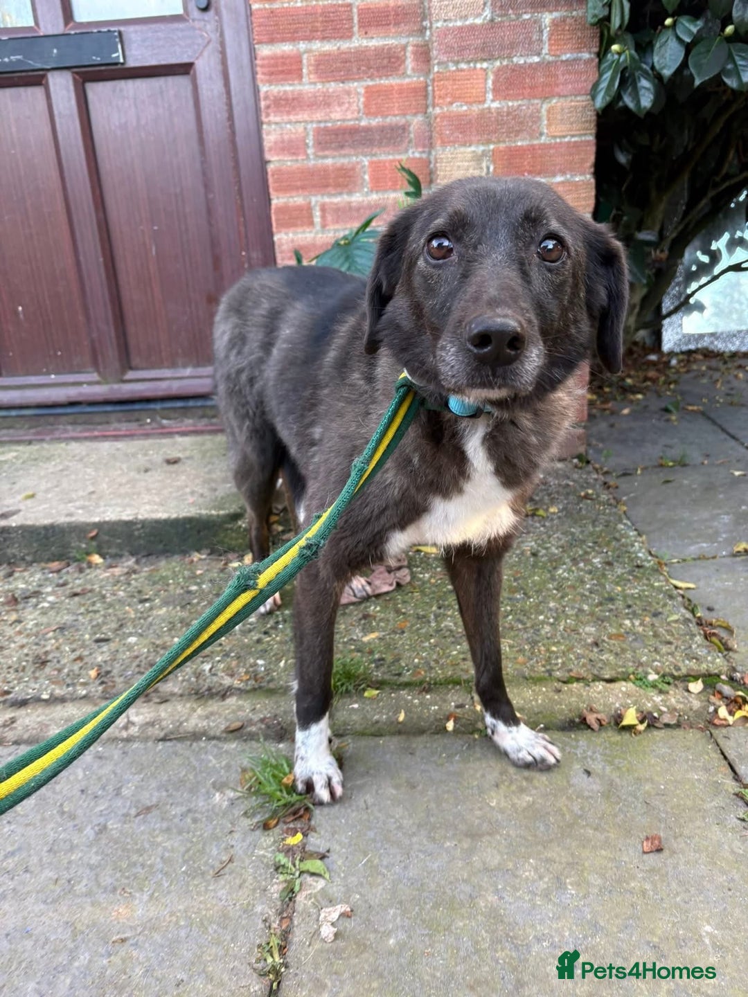 Mixed Breed dogs for adoption: Felice - Norwich Norfolk  - Advert 5