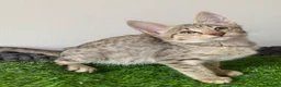 Savannah cats for sale: Savannah PED’G kitten last light bst girl F5SBT - Advert 8