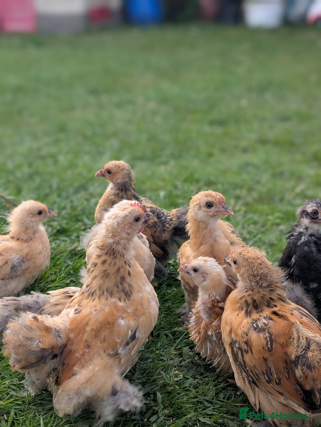 Mixed Breed livestock for sale: pekin bantam, silver L.Wyandotte chicks/growers  - Image 5