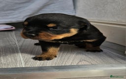 Rottweiler dogs for sale: Absolutely gorgeous rottweiler puppies - Image 10