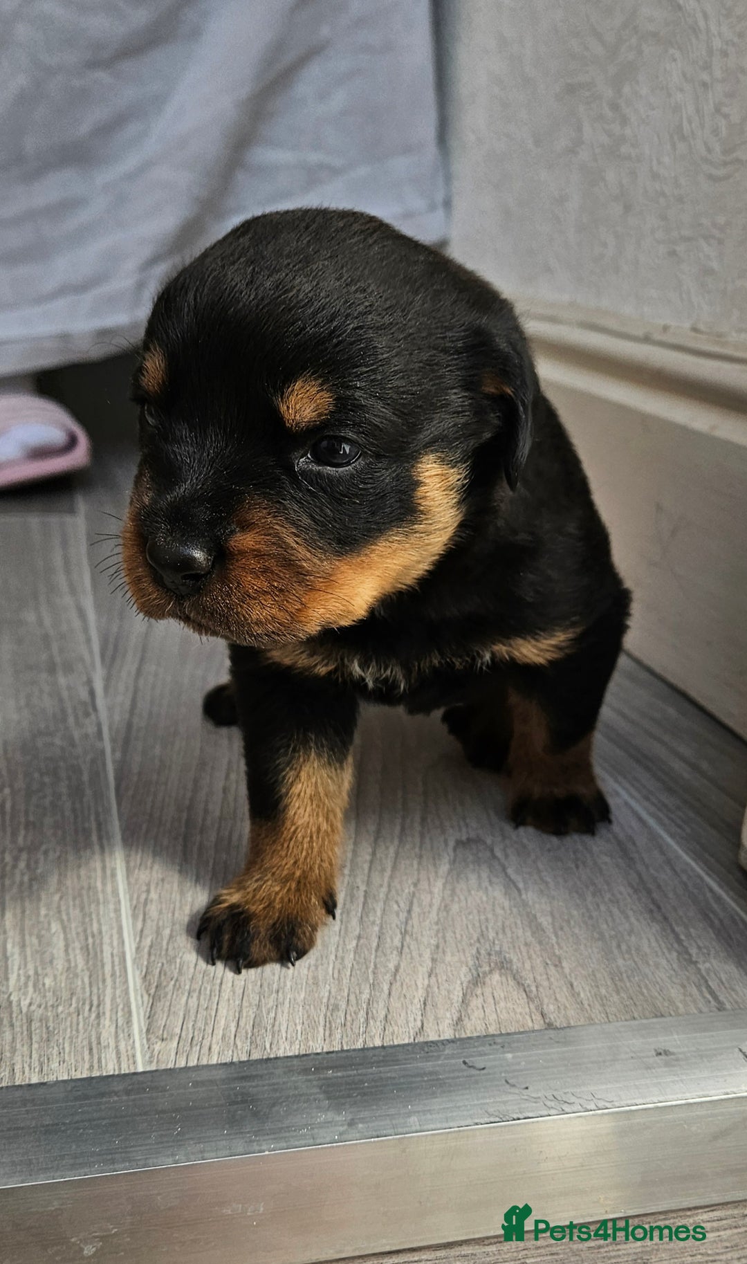 Rottweiler dogs for sale: Absolutely gorgeous rottweiler puppies - Image 10