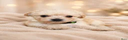 Maltipoo dogs for sale: Maltipoo puppies health tested parents  - Advert 7