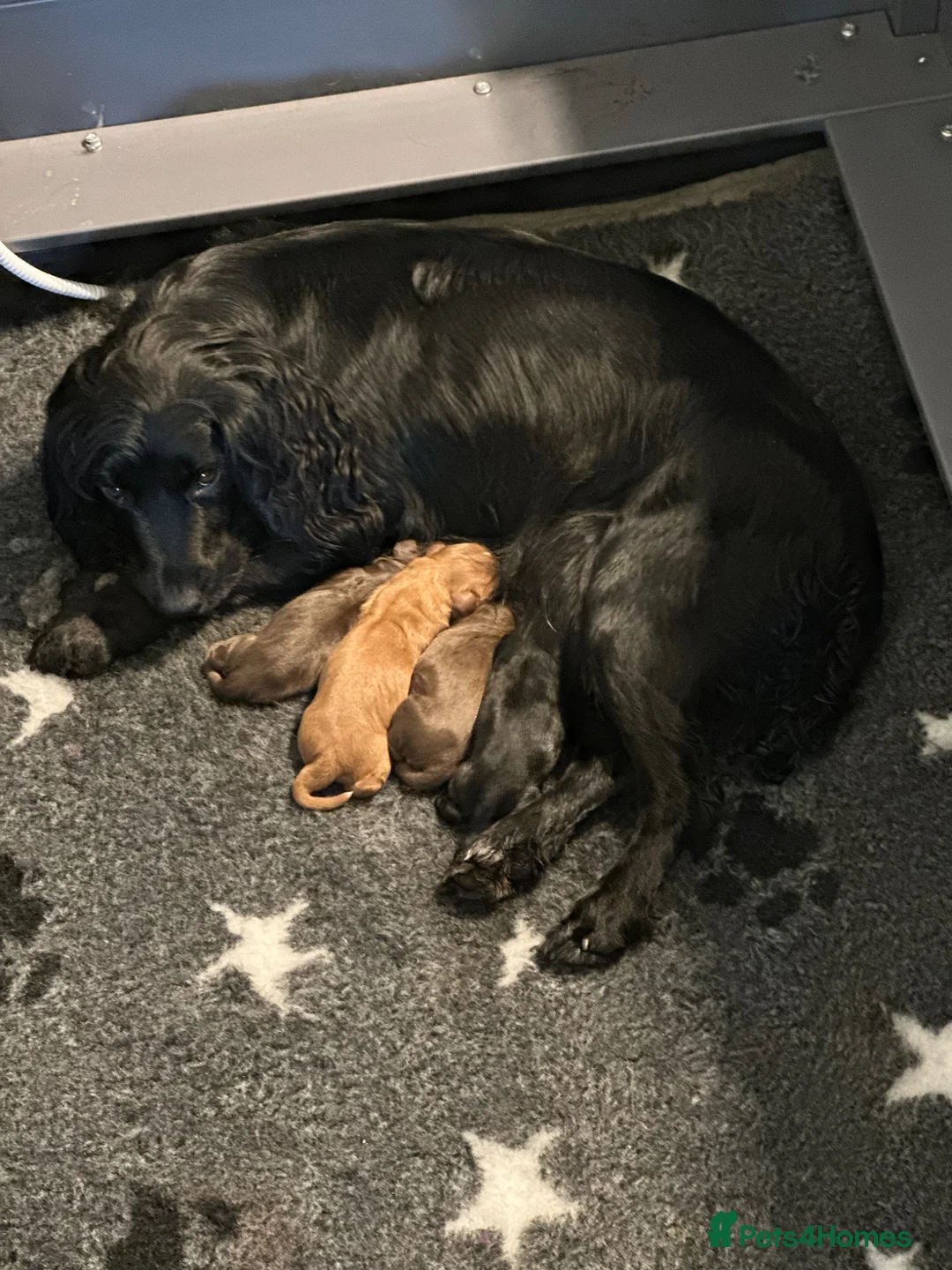 Cocker Spaniel dogs for sale: Beautifully Bred Working Cocker Spaniel Puppies  - Advert 2