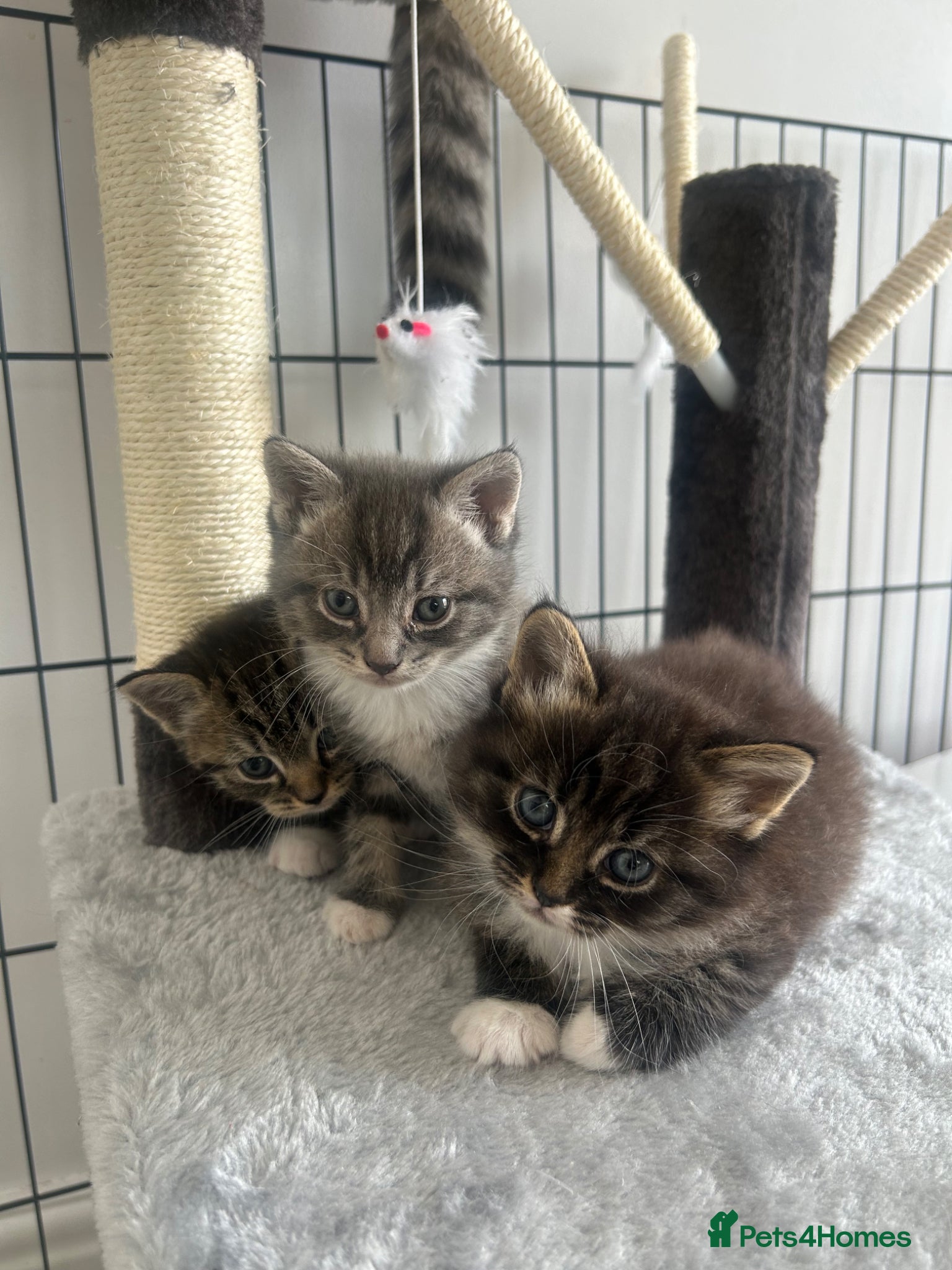 Mixed Breed cats 3 mixed breed kittens   - Advert 1